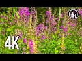 Nature sounds in 4K. The singing of forest birds and the light noise of foliage.