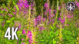 Nature sounds in 4K. The singing of forest birds and the light noise of foliage.