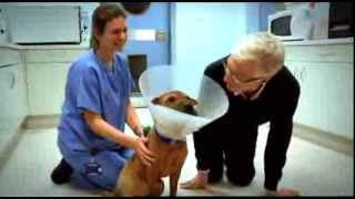 'Paul O'Grady: For the Love of Dogs at Christmas' 2013