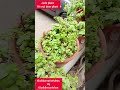jade plant lucky plant Khalidcreativeideas khalidhasankhan green outdoor plants