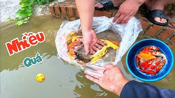 Thả Hai Bao Tải Cá Koi Xuống Ao Và Hi Vọng Mong Manh Tìm Lại Thuyền Bị Đắm / Quế Nghịch
