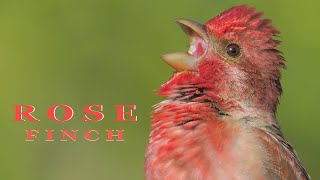 Bird sounds - ROSEFINCH singing and chirping