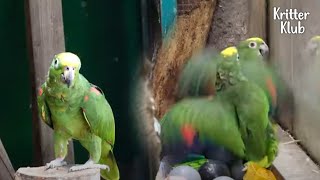 Parrots Gang Up On The Singing Parrot Couple Out Of Jealousy (Part 2) | Kritter Klub