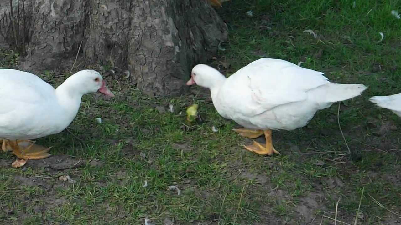 Enten fressen Äpfel (Ducks eat apples) [HD] YouTube