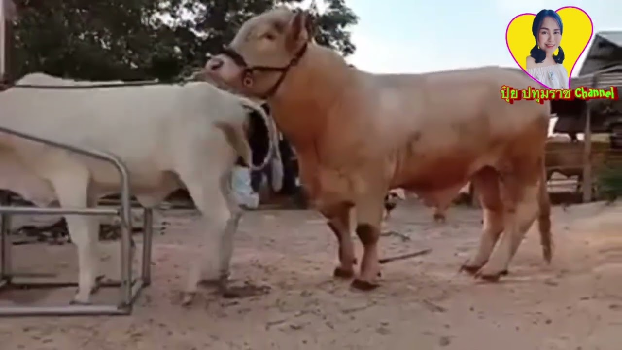 ยกนิ้วให้วัวพ่อซาโลเร่