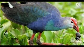 tiếng chim trích cồ trống gọi bày dùng đánh ngày cực kỳ hiệu quả