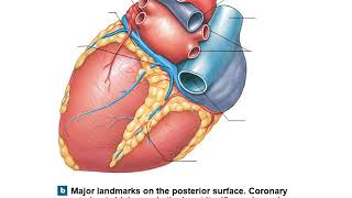 Anatomy of the Heart and Blood Vessels (Cardiovascular) | Basic Medical Material