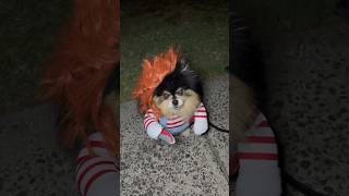 My Dog Is The Reason Why I Feel Safe Walking At Night ‍♀ #shorts #dog #pomeranian