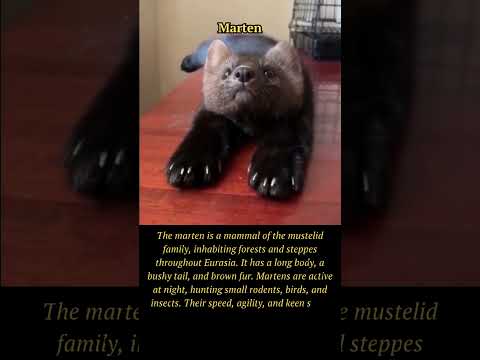 Marten: The Elusive