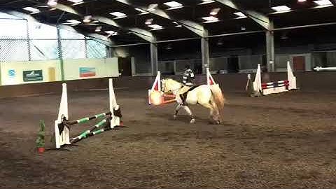 Confidence Giving 14.1 Pony ad ref: 182735