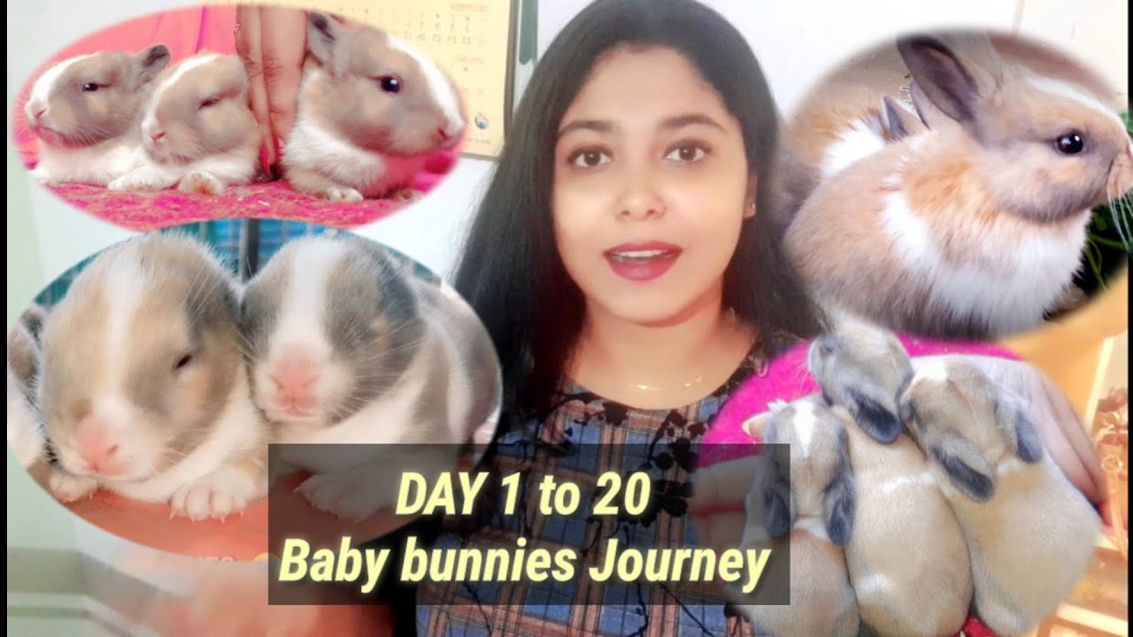 petscare baby bunnies Day frist day 22 journey bunnies growth