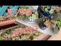 多肉植物 夏の悲劇😱多肉畑は…今!