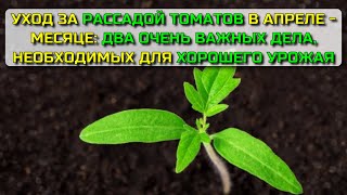 Уход за рассадой ТОМАТОВ в апреле - месяце: два очень важных дела, необходимых для ХОРОШЕГО урожая