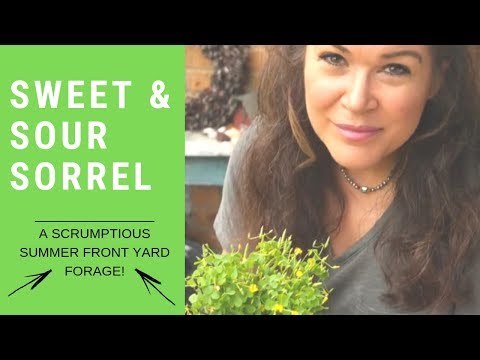 Видео: Сорел ургамлын хэрэглээ: Соррел ургамлаар юу хийх вэ