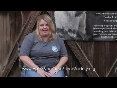 Valais Blacknose Sheep Society