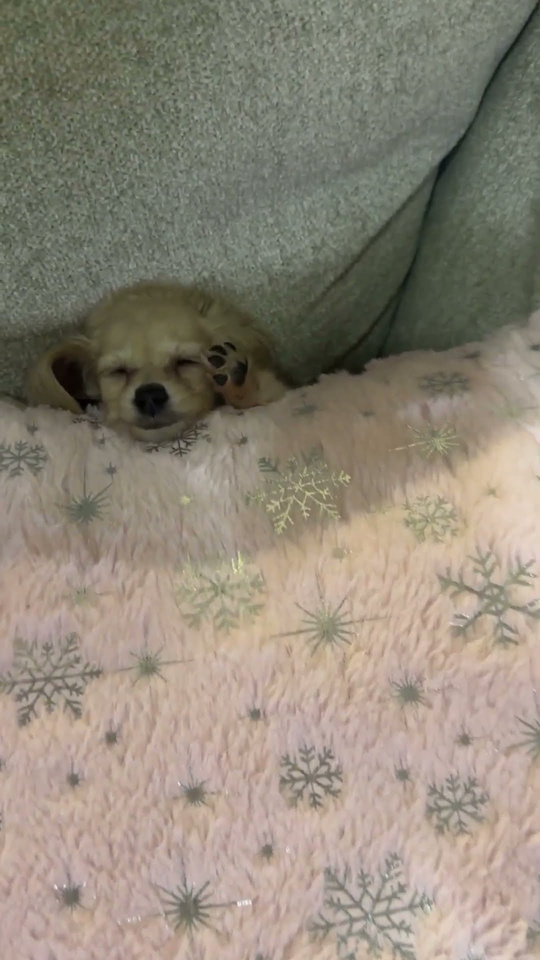 Tiny Pup’s Cozy Pillow Nap || ViralHog