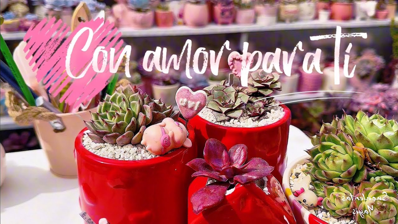 Volvimos con los trasplantes 