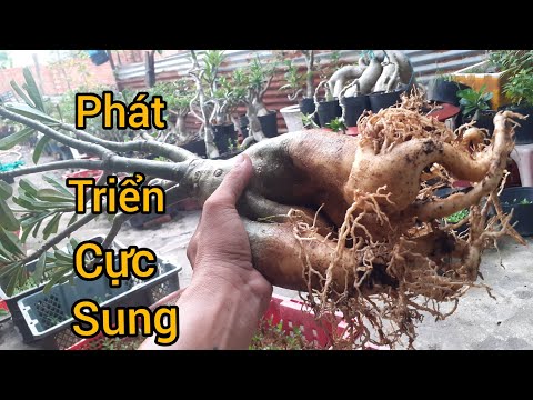 Video Cần làm gì khi sang chậu cho cây sứ lâu năm không thay... - youtube