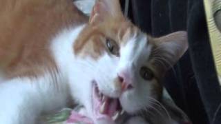 Japanese bobtail recites the alphabet by Tom Hayes 11,814 views 11 years ago 56 seconds