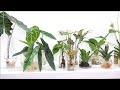 12 Indoor Plants Ideas Growing in Water at Home for Decoration