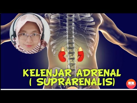 Video: Apakah itu arteri suprarenal?