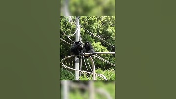 Hewan ini disebut siamang, si suara nyaring nan setia #hewan #binatang #shorts