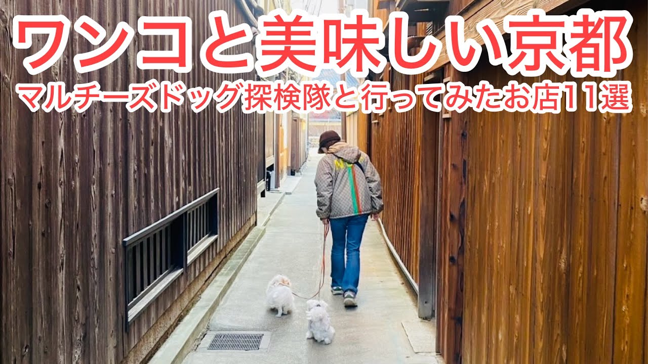 【マルチーズ】ワンコと美味しい京都 お店11選
