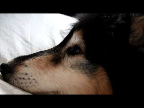 Video: Ouhondsiekte - Vestibulêre Siekte By Honde