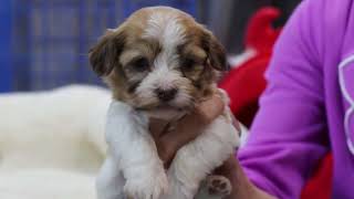 Havanese Puppies @ 5 weeks old   K Litter   ABCdoggy 2022