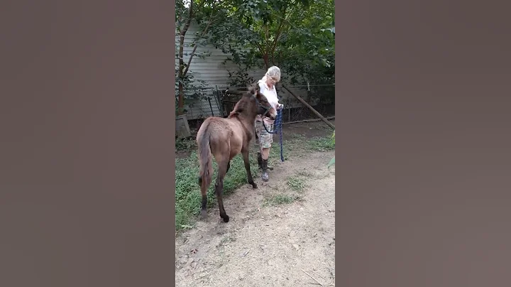 Donkey Tips!