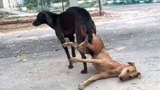 Dogs malicious and wrong mating with female dogs. German shepherd and gold retriever puppy mating.