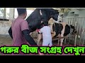 কিভাবে গরুর/বুলের বীজ সংগ্রহ করে দেখুন।Cow breeding and Semen Collection🐂🐄🔥💥