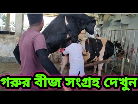 ভিডিও: গাভীর লিঙ্গ কোনটি?