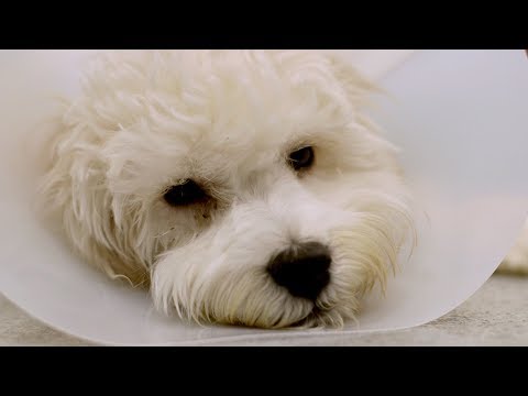 Video: Skinny, nolaidīga ārpus suņa tagad dzīvo laimīgu dzīvi telpās Pateicoties iHeartDogs klientiem