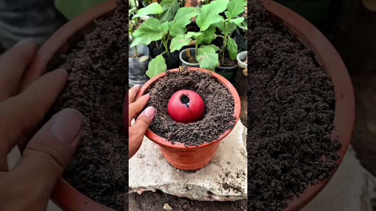 Apple Tree Growing Fast Method In Hindi Part 2 Shorts Plants