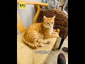 橘貓阿咪員林老家溜出門走失 飼主祭20萬協尋 #shorts