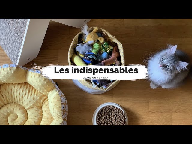 Un jouet DIY pour votre chat : un pompon - WanimoBuzz