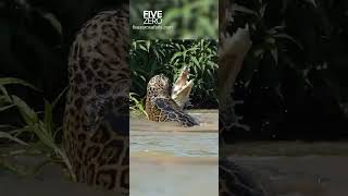 Jaguar vs Crocodile #wildlife #safari #wildlifephotography #jaguar