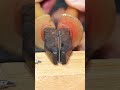 Genius Nail Hack #shortvideo