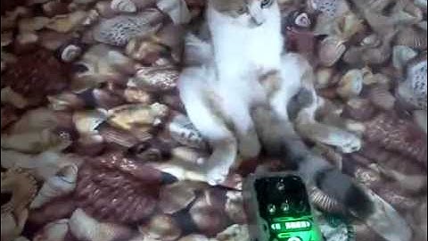 Lapka with Bleep Labs Thingamagoop 2