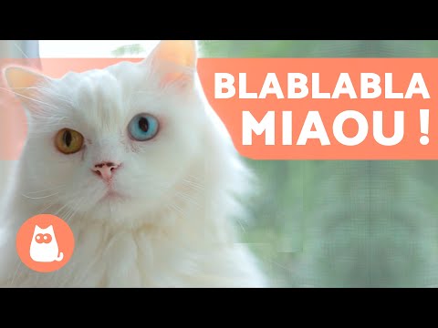 Vidéo: Les Chats Peuvent-ils Nous Rendre Plus Sains ?