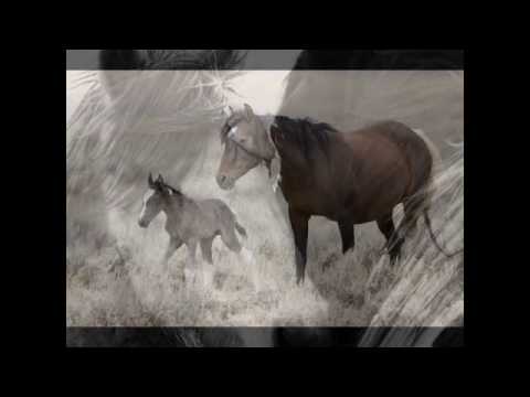 McCullough Peaks Wild Horses Slideshow