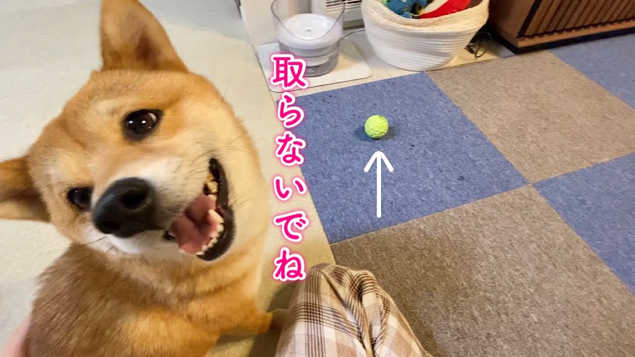 おもちゃを家族全員に見せびらかしつつ守る柴犬が可愛い