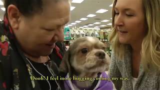 Spud: Shih Tzu/Lhasa mix, 8 yrs., 17 lbs. by TheWeeRescue 528 views 5 years ago 2 minutes, 1 second