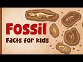 Fossil Adventure Quiz
