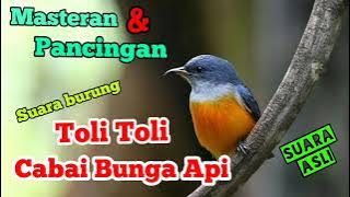 SUARA BURUNG TOLI TOLI / CABAI BUNGA API
