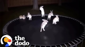 Viral Trampoline Animal Videos Show How AI Can Go Really Wrong | The Dodo