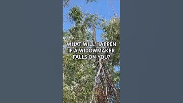 You DON’T want this to happen #arborist #treeremoval #widowmaker #treeservice #treecutting #tree