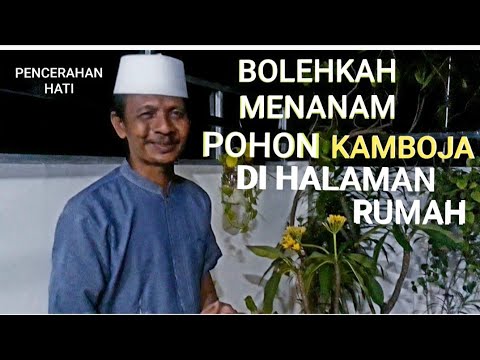 Video: Bolehkah Anda Menanam Plumeria Di Dalam: Ketahui Tentang Menanam Plumeria Dalam Ruangan