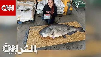 شاهد كيف اصطادت هذه المراهقة أكبر سمكة سلور زرقاء على الإطلاق